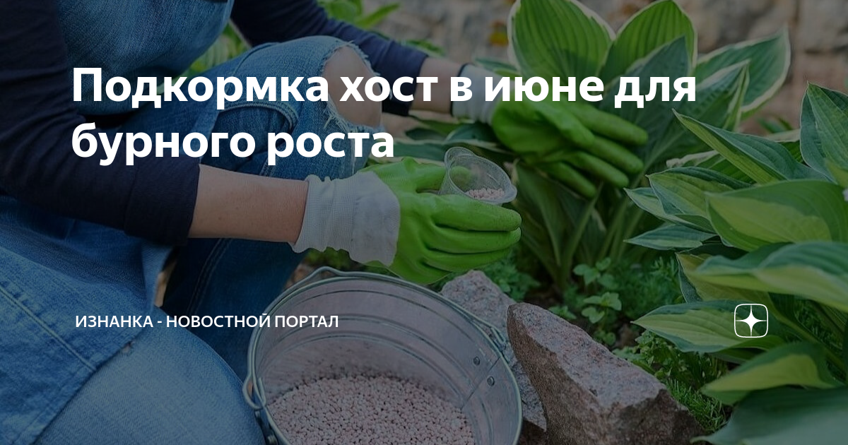 Подкормка хост в июне для бурного роста | Изнанка - новостной портал | Дзен