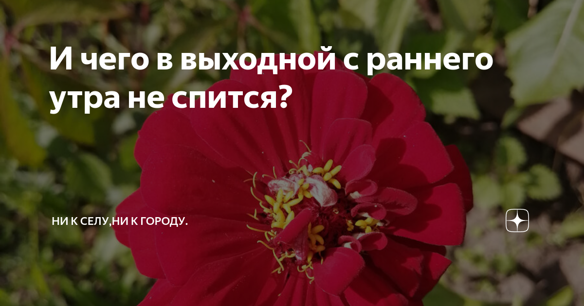 И чего в выходной с раннего утра не спится? | Ни к селу,ни к городу. | Дзен