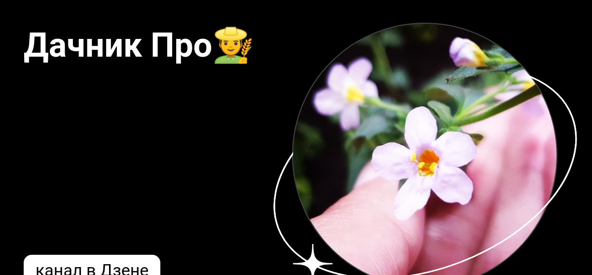 Дачник Про👨‍🌾 | Дзен