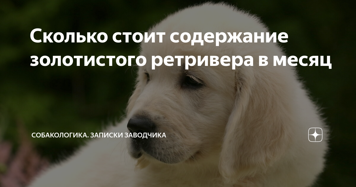 сколько стоит щенок золотистого ретривера в москве