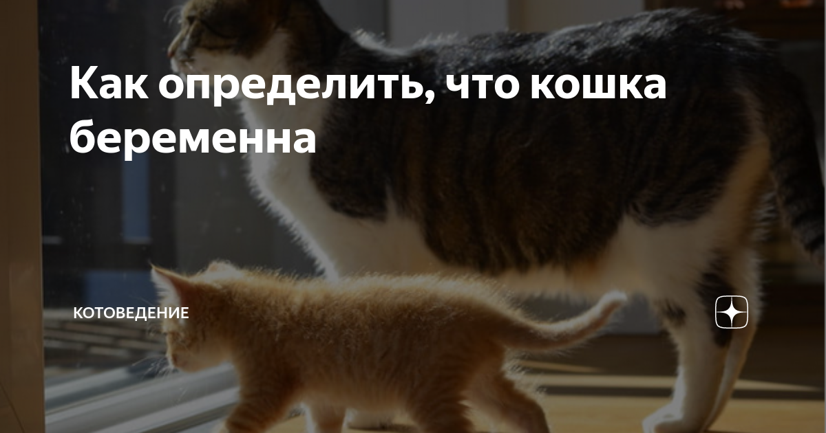 Гладить кошку нужно правильно. Как именно? 🐱Читайте в MasterZoo