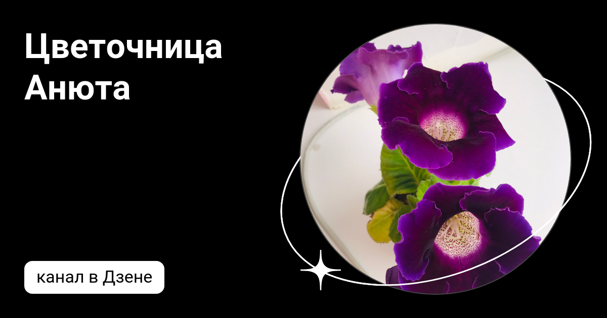 Цветочница анюта розы дзен. Цветочница девушка. Цветочница анюта последнее. Цветочница анюта последнее. Цветочница анюта.