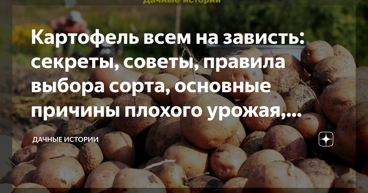 Картофель всем на зависть: секреты, советы, правила выбора сорта ...