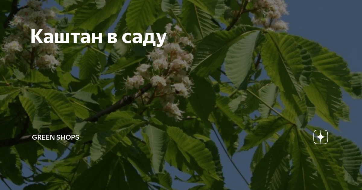 Каштан в саду