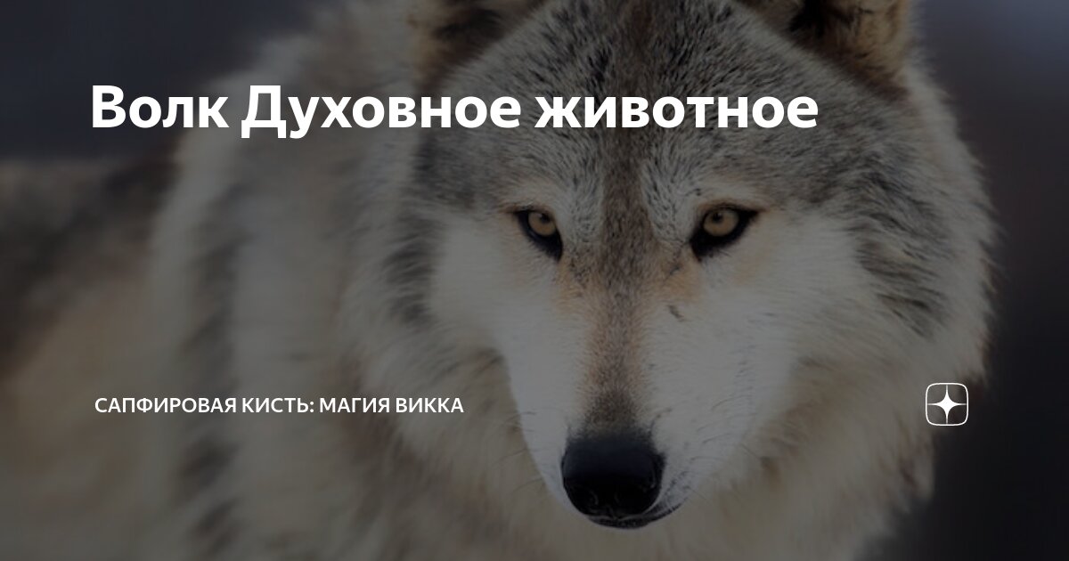 Путь волка. Не тот волк кто волк а тот волк кто не волк. Волк не тот кто. Волк не тот кто волк а тот кто волк Мем. Кто мы волки.