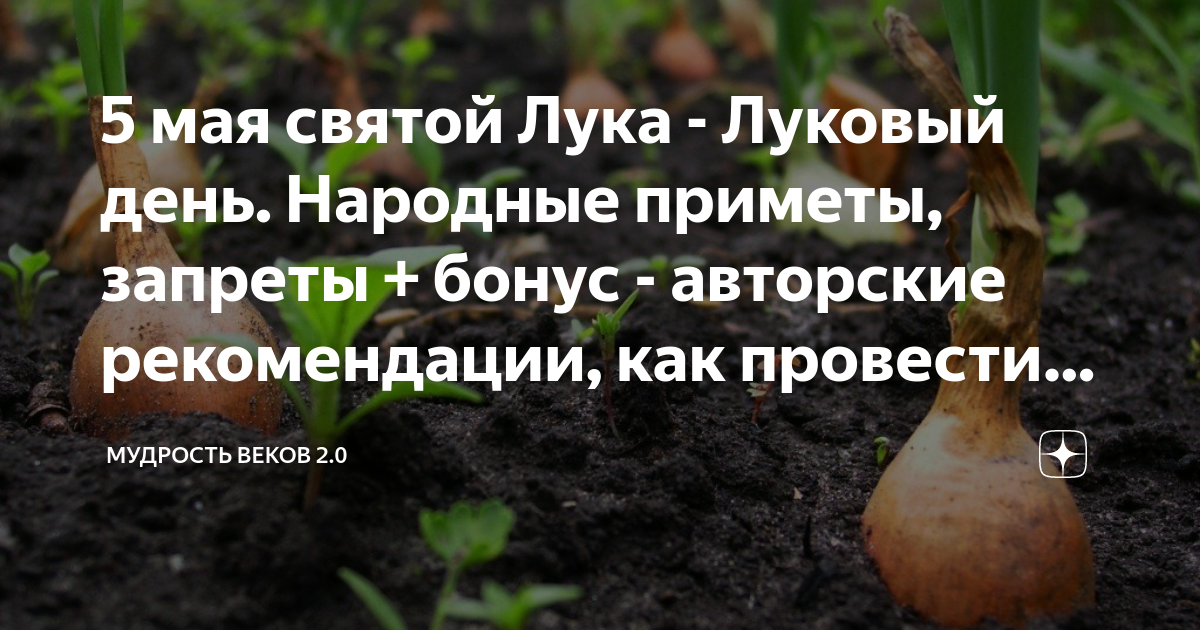 Когда по народным приметам сажать лук. Подкормка тюльпанов. Подкормить тюльпаны весной. Удобрение для тюльпанов. Удобрения для тюльпанов весной.