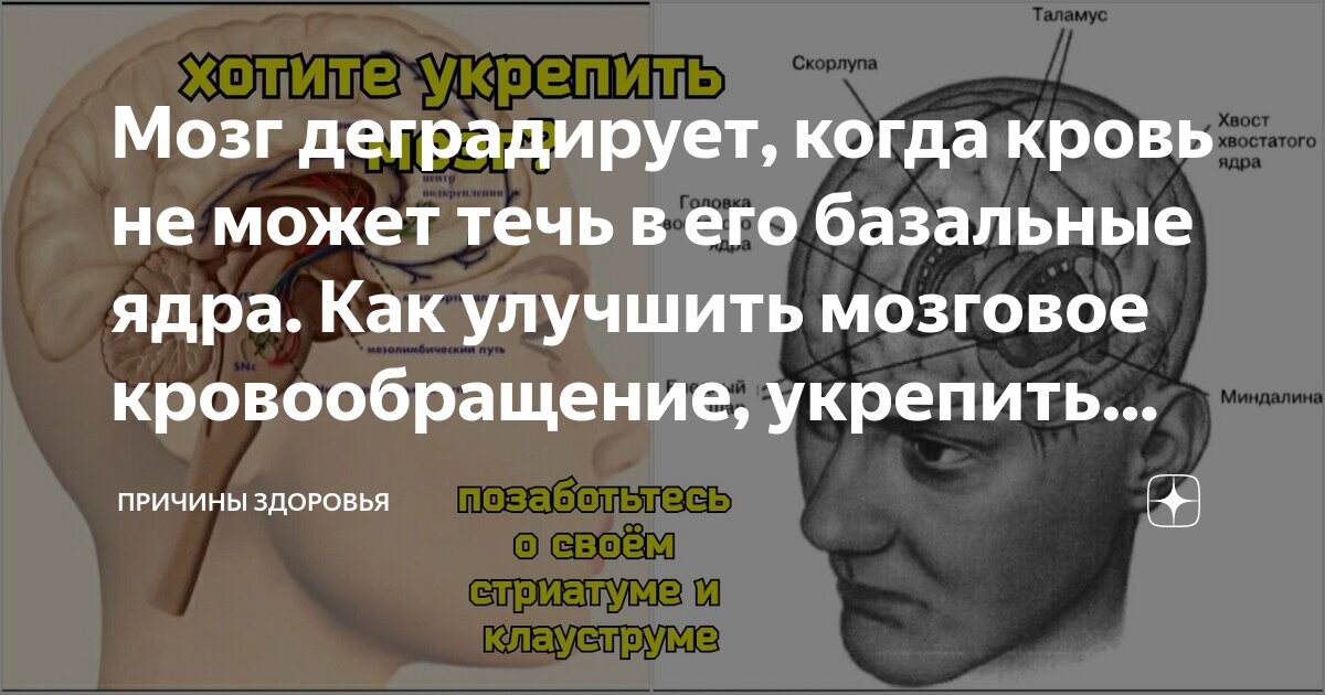 максим бондарь улучшит мозговое кровообращение