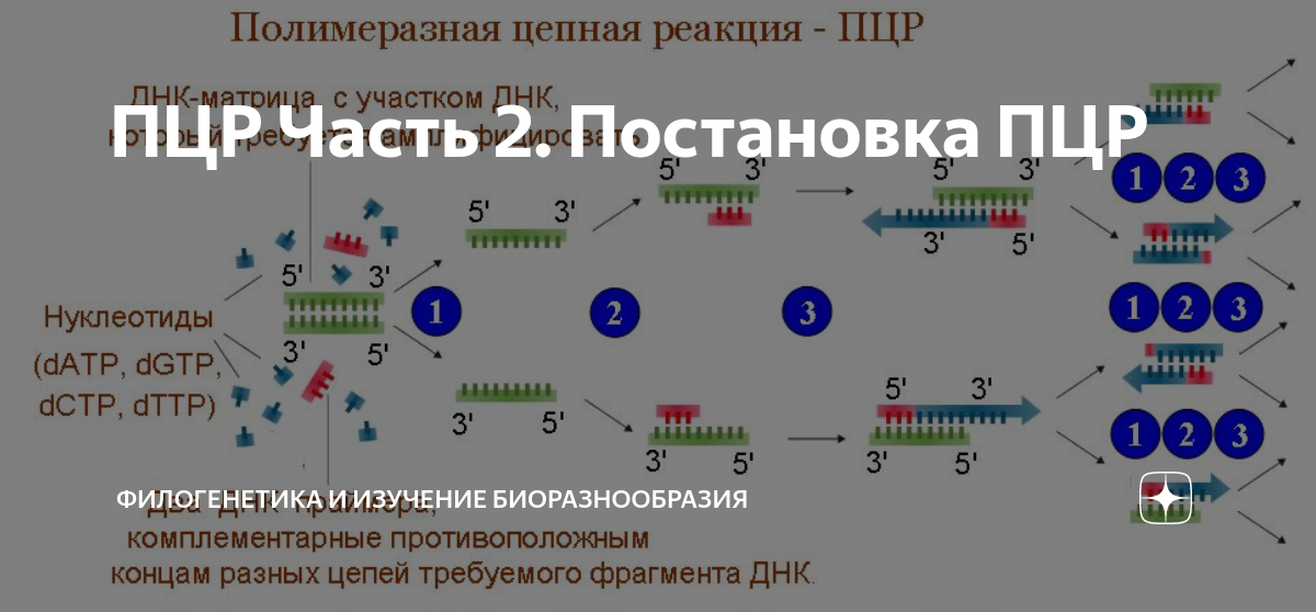 ПЦР Часть 2. Постановка ПЦР | Филогенетика и изучение биоразнообразия ...