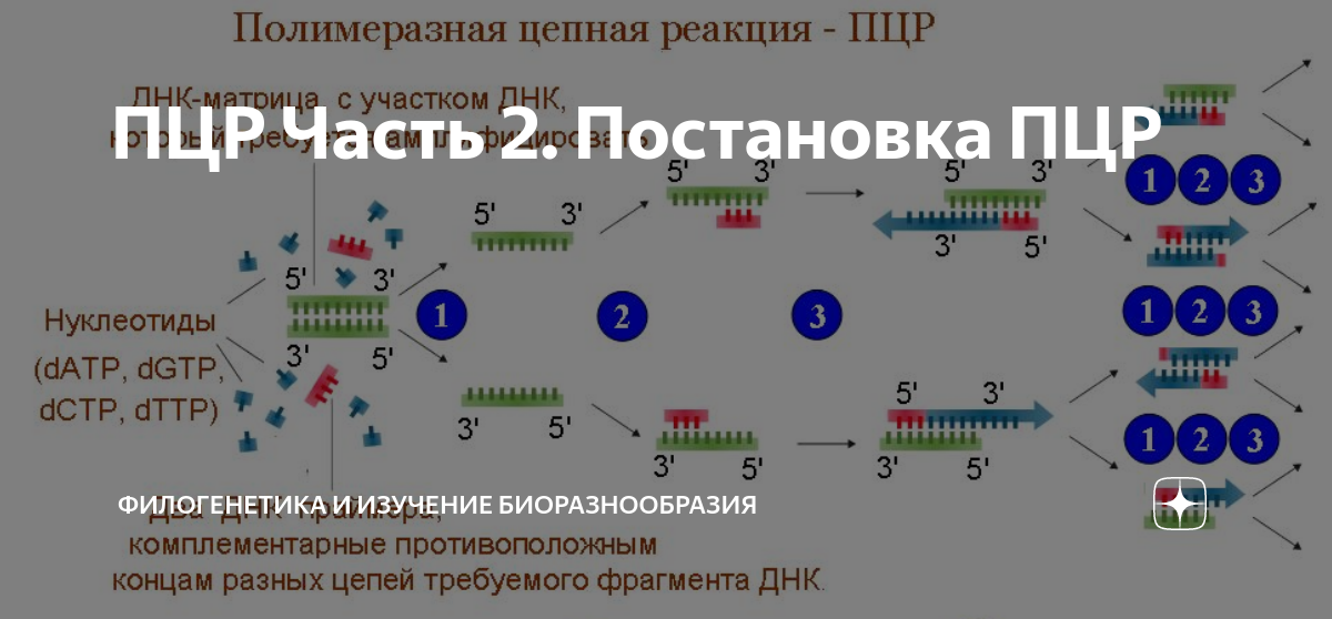 Исследования методом ПЦР