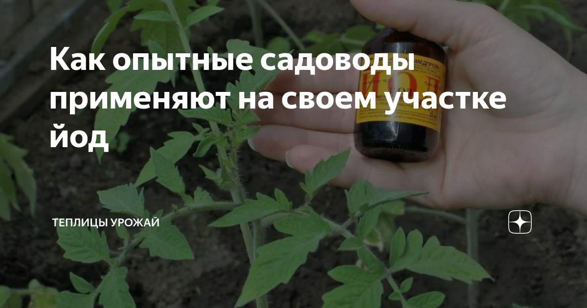Как опытные садоводы применяют на своем участке йод | Теплицы Урожай | Дзен