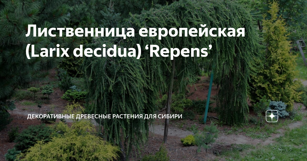Лиственница европейская (Larix decidua) ‘Repens’ | Декоративные ...
