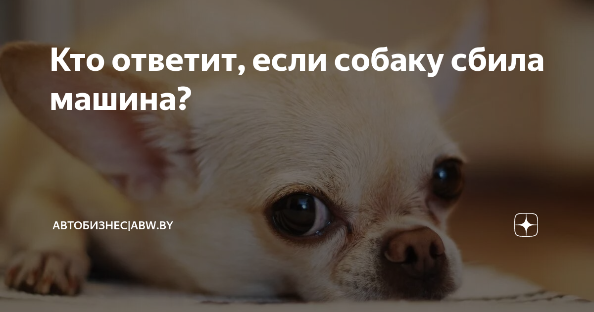 Собаку сбила машина лечение