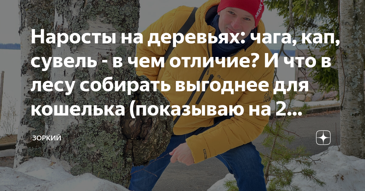 Наросты на деревьях: чага, кап, сувель - в чем отличие? И что в лесу ...
