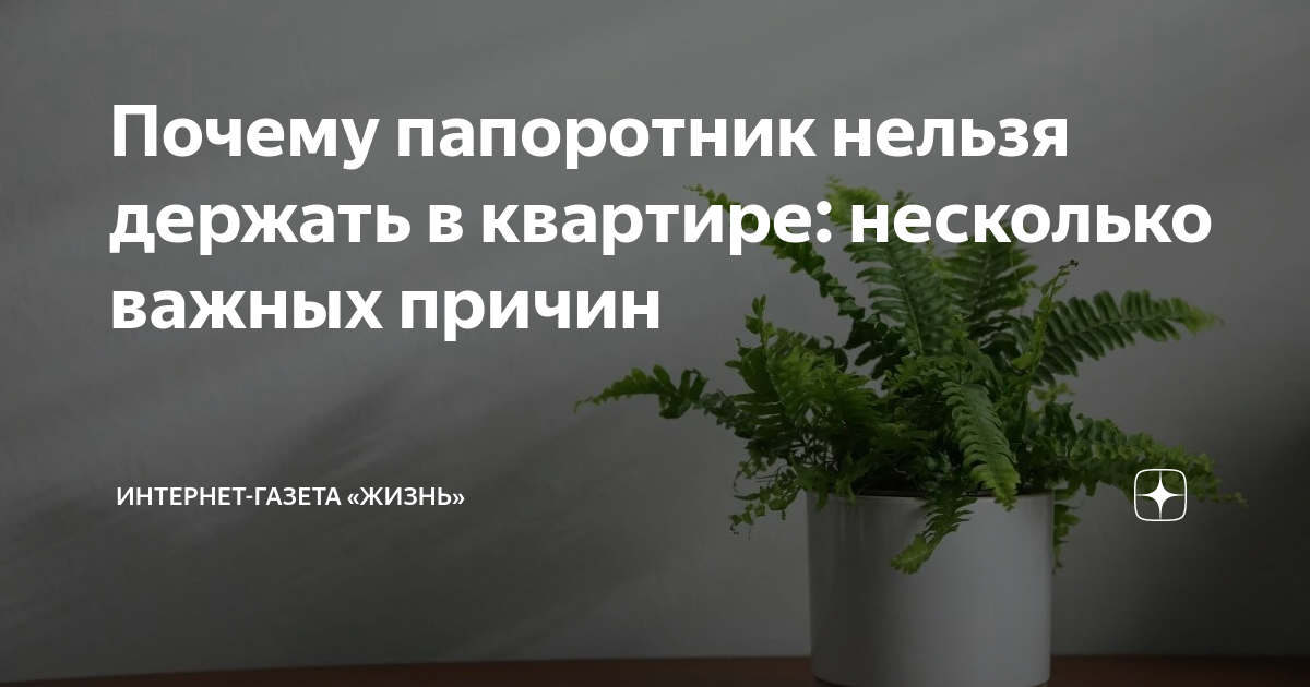 Какие комнатные цветы должны быть в каждом доме