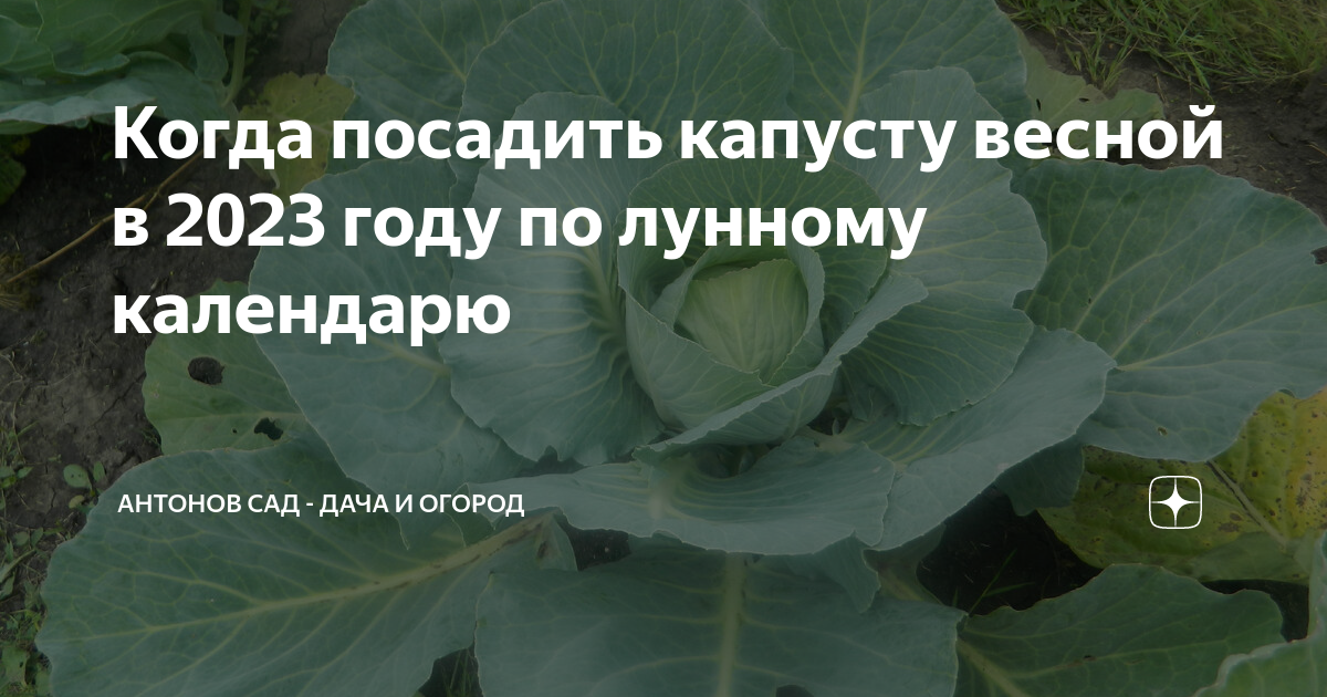 В какие дни апреля сеять капусту. Садим капусту на рассаду. Когда сажать капусту. Посадка капусты на рассаду в апреле 2023. Семена для посадки в огороде.