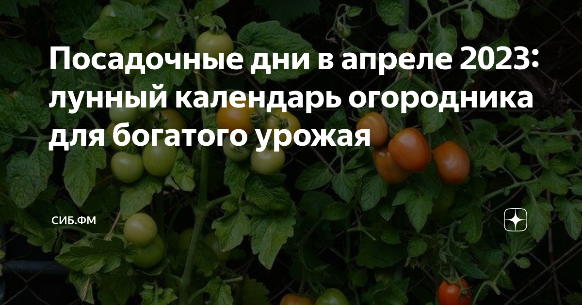 Лунный календарь 2023 огородника посевной