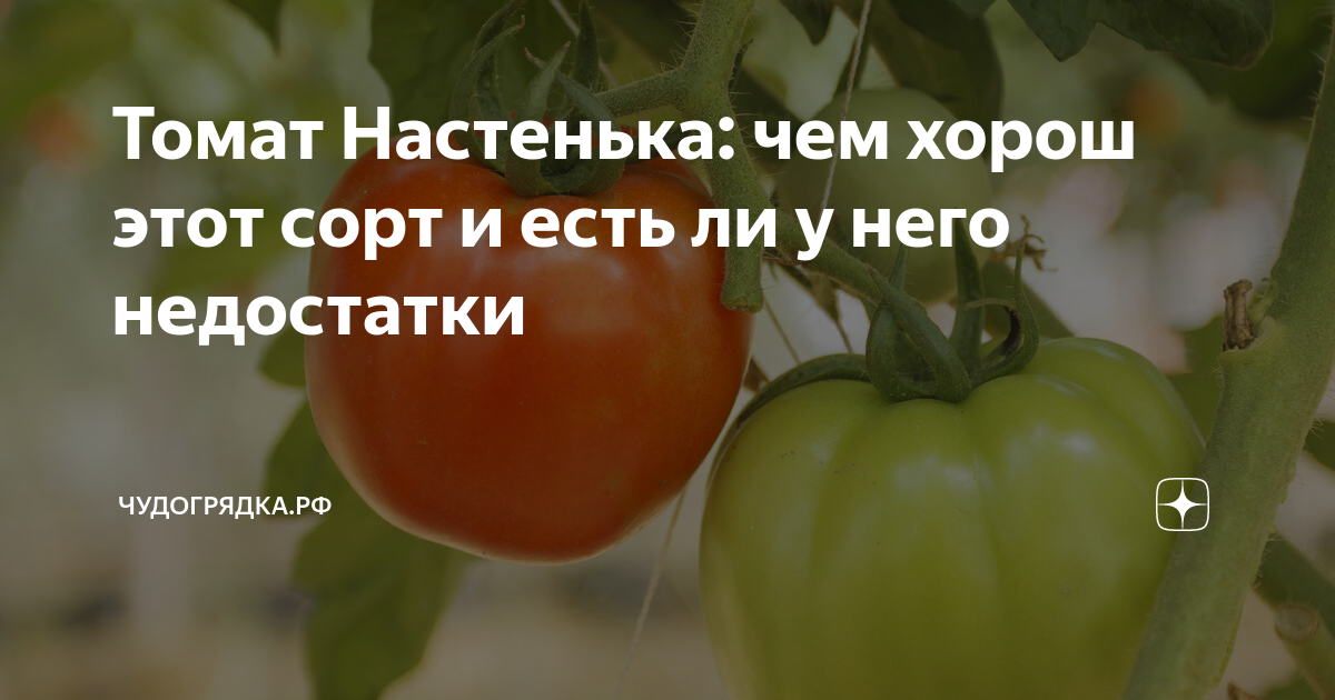 Блог Семена редких сортов томатов - Part 89