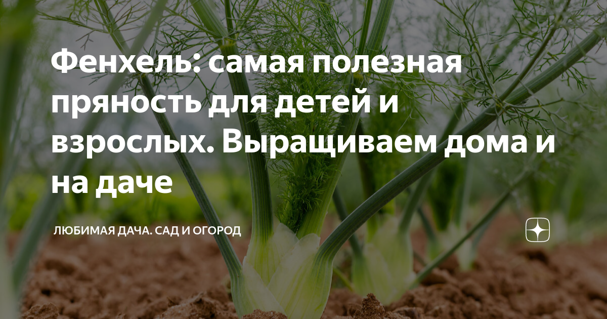 Фенхель: самая полезная пряность для детей и взрослых. Выращиваем дома ...