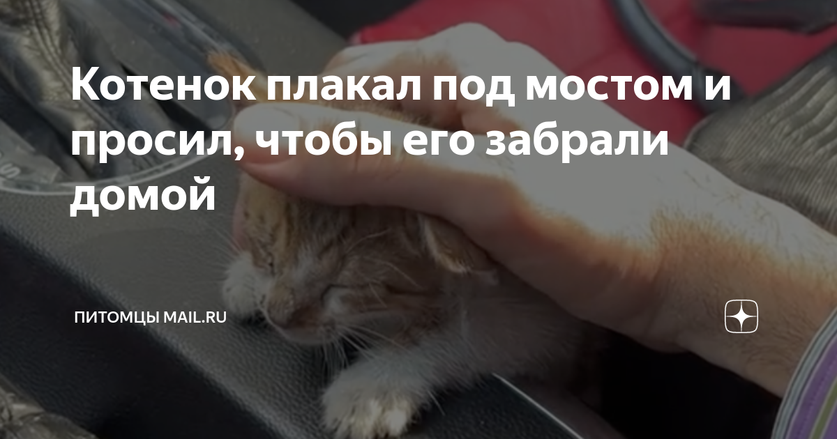 Котенок плакал под мостом и просил, чтобы его забрали домой | Питомцы ...