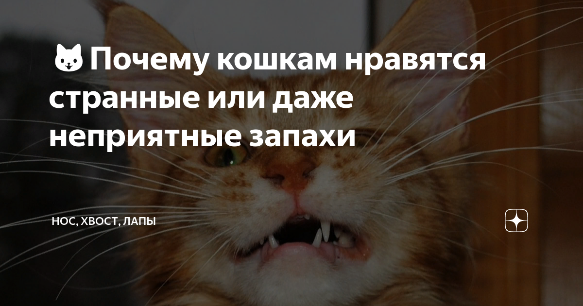 запах кошачьей мочи. кошка дышит. почему кошка неприятно пахнет. совет от котика. почему кошка неприятно пахнет.