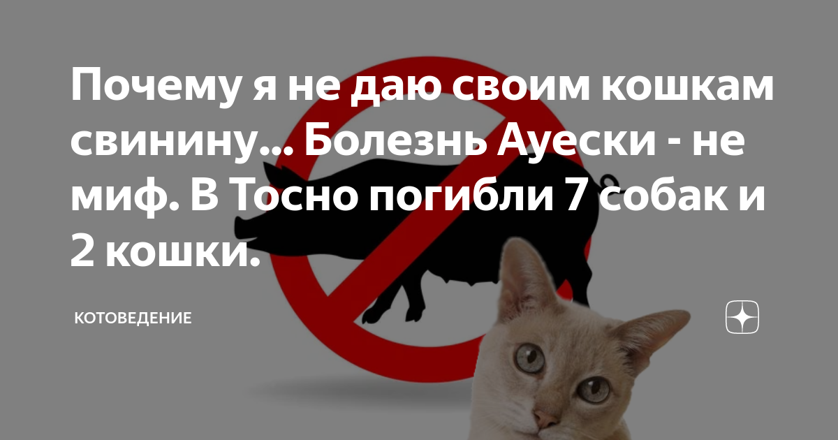 Можно давать кошке свинину. Почему нельзя мучить кошек.