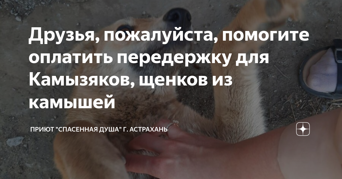 Друзья, пожалуйста, помогите оплатить передержку для Камызяков, щенков ...