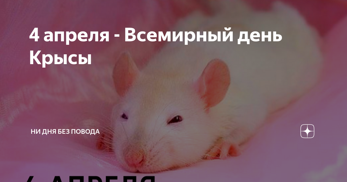 Всемирный день крысы 4 апреля картинки