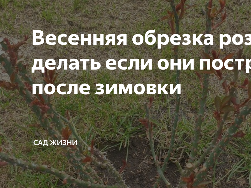 как оживить розы после мороза