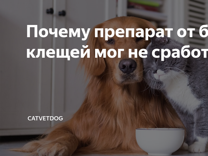 Почему препарат от блох и клещей мог не сработать? | CatVetDog | Дзен