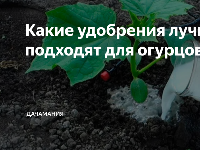 Какие удобрения лучше всего подходят для огурцов | ДачаМания | Дзен