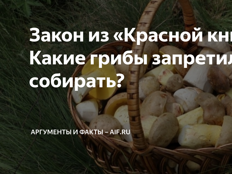 Какие грибы нельзя собирать фото