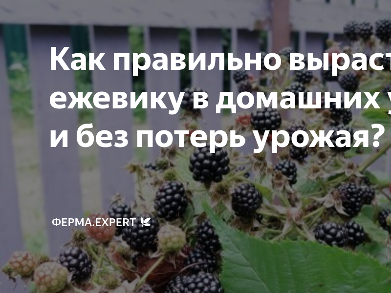 Как правильно вырастить ежевику в домашних условиях и без потерь урожая ...