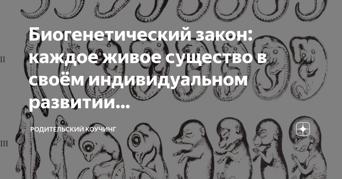 Биогенетический закон на примере позвоночных Биогенетический закон: каждое живое существо в своём индивидуальном развитии. Ро