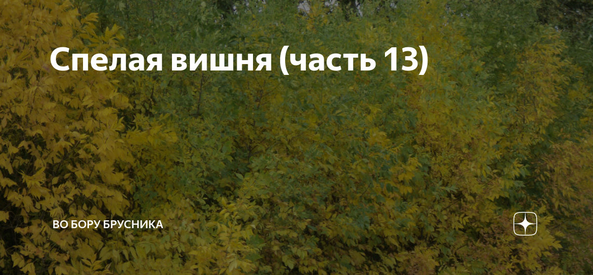 Осколки души во бору 32