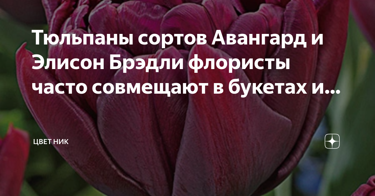 Alison bradley тюльпан Foto-Leto.ru
