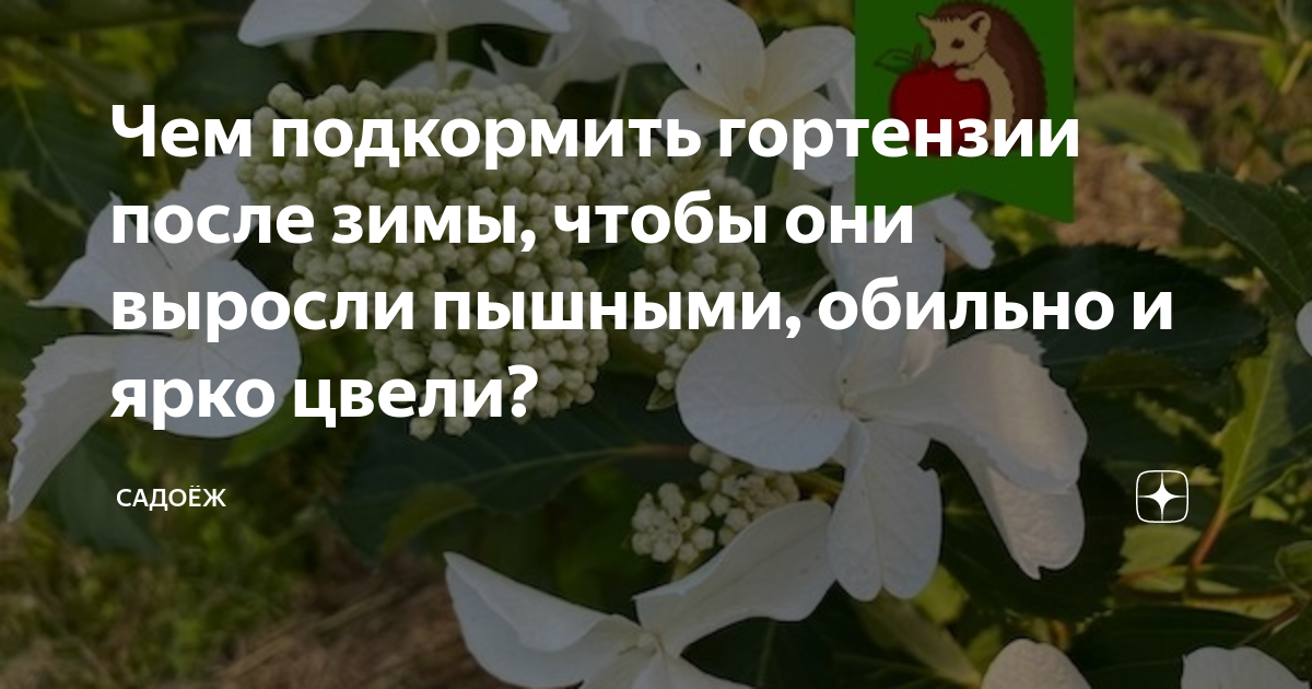 Чем подкормить гортензию весной после зимы для роста и цветения. Как обрезать гортензию весной для пышного цветения. Чем удобрять гортензию весной после зимы.