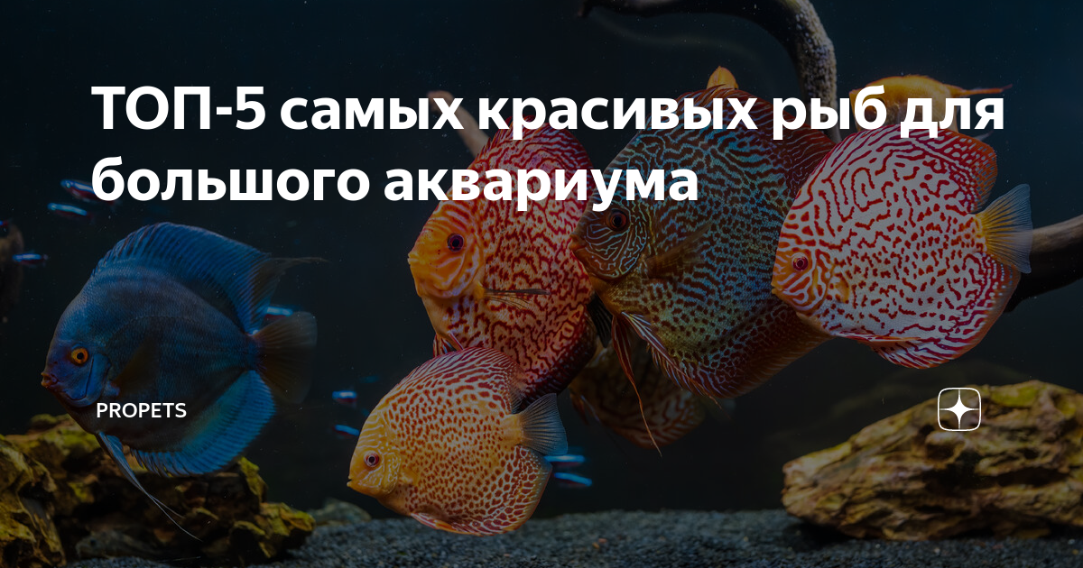ТОП-5 самых красивых рыб для большого аквариума | PROpets | Дзен