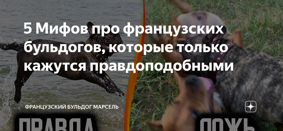 французский бульдог и мопс помесь