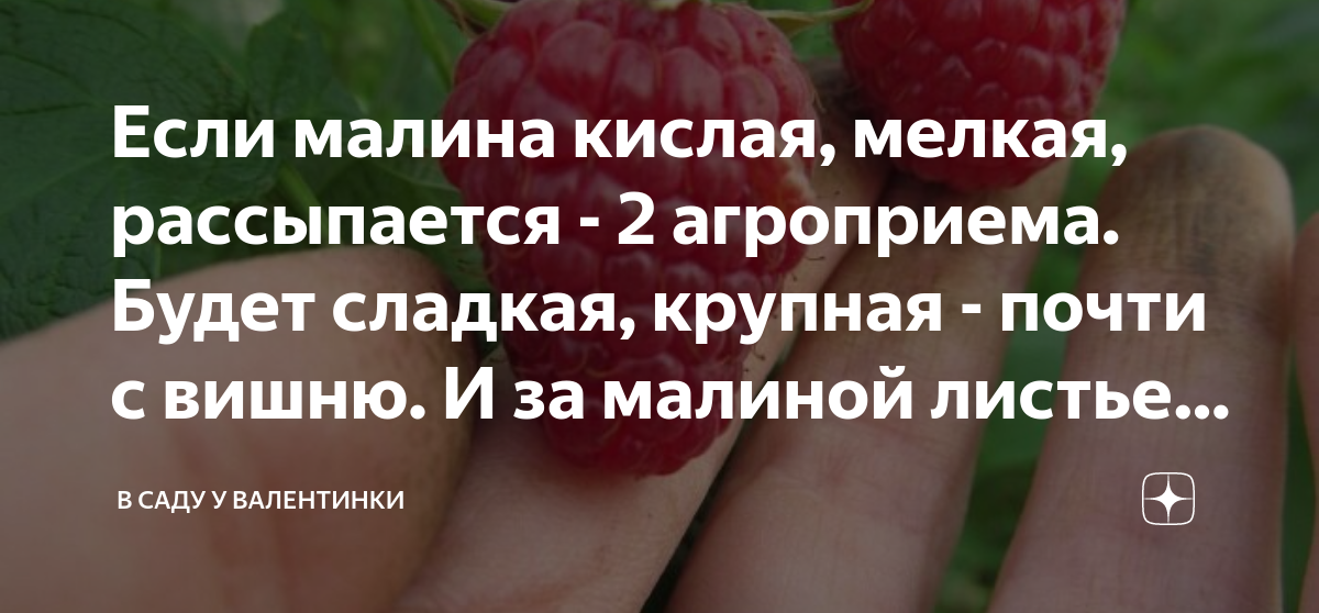 Если малина кислая, мелкая, рассыпается - 2 агроприема. Будет сладкая ...