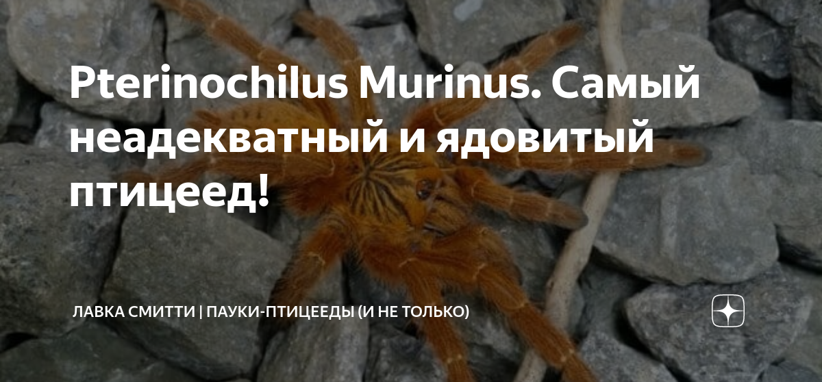 Pterinochilus Murinus. Самый неадекватный и ядовитый птицеед! | Лавка  Смитти | Пауки-Птицееды (и не только) | Дзен