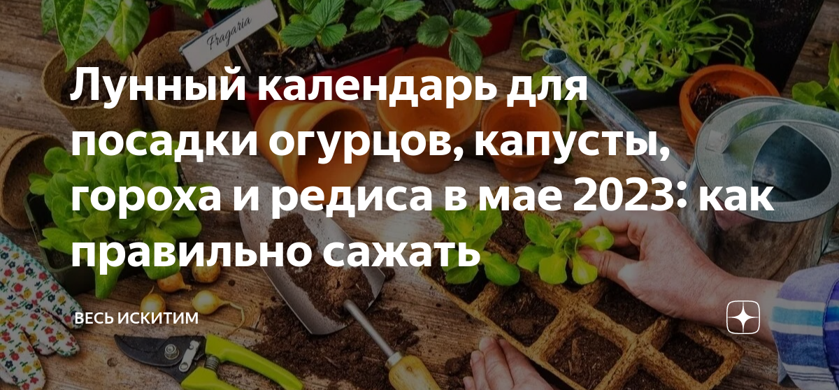 Огурцы на рассаду 2023. Когда сажать огурцы на рассаду. Посадка огурцов на рассаду в апреле. Календарь посадки капусты. Когда высаживать рассаду в теплицу.