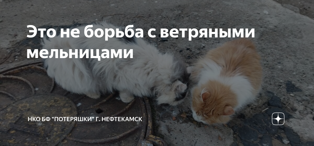 Это не борьба с ветряными мельницами | НКО БФ "Потеряшки" г. Нефтекамск ...
