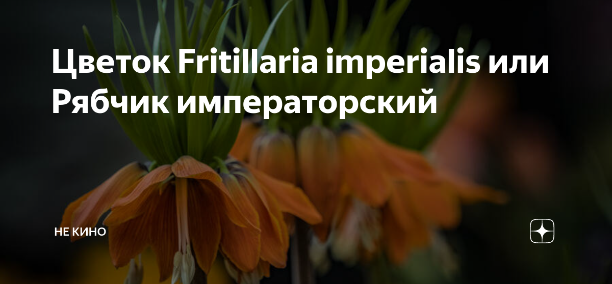 Цветок Fritillaria imperialis или Рябчик императорский | НЕ Кино | Дзен