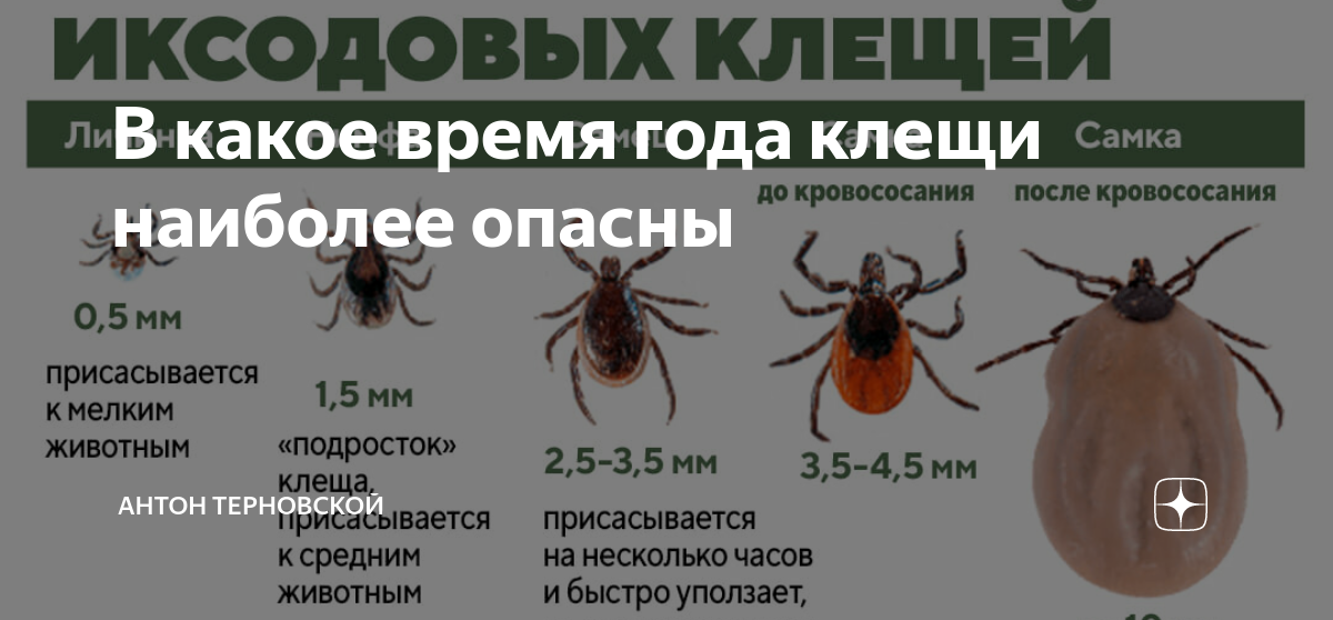 Защита от клещей: лучшие средства