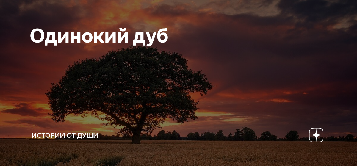 Сочинение на тему стихотворение одинокий дуб. Одинокий дуб Заболоцкий. Одинокий дуб. Одинокий дуб стих. Одинокий дуб посреди поля.