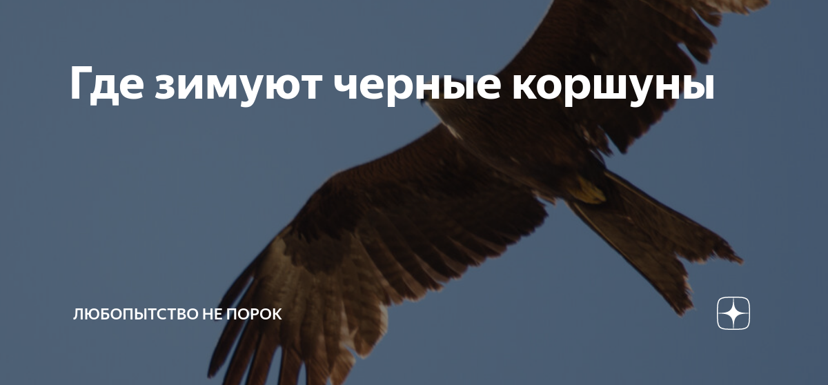 Куда улетают коршуны. Коршуны в Новосибирске где зимуют. Где зимуют коршуны Алтайского края. Куда зимой улетают коршуны из Сибири