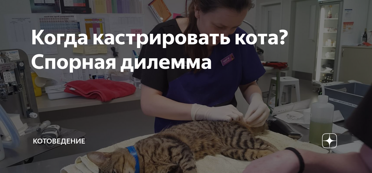 как снизить креатинин у кота