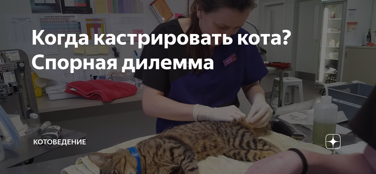 когда можно кастрировать кошку