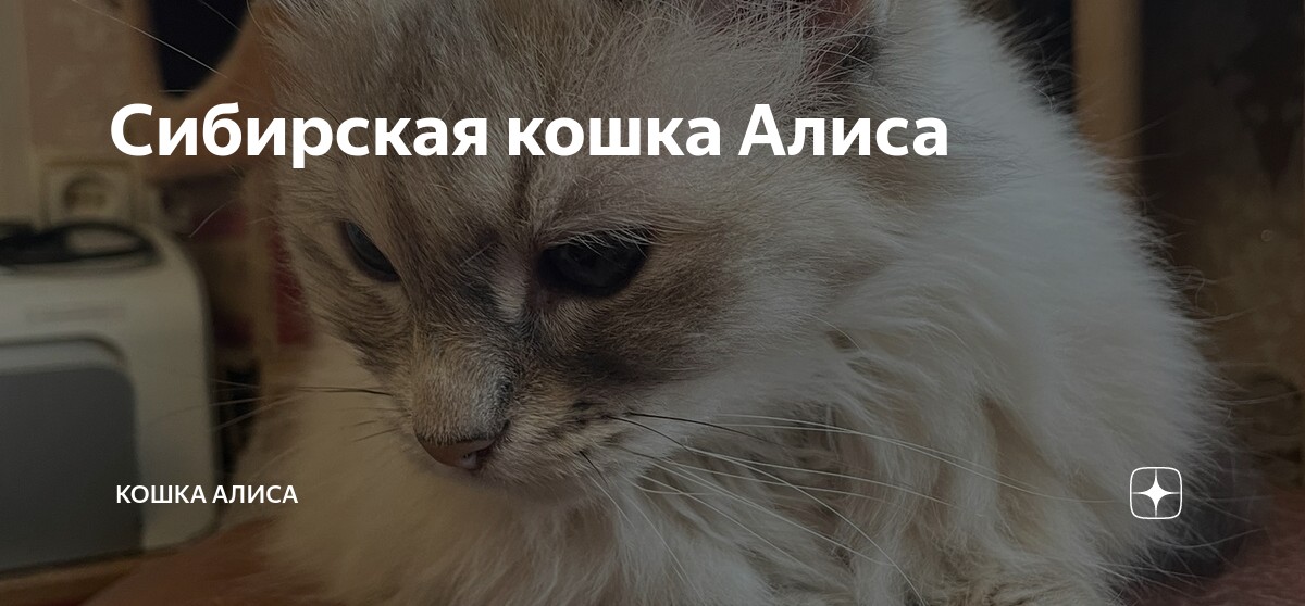 Сибирская кошка Алиса | Кошка Алиса | Дзен