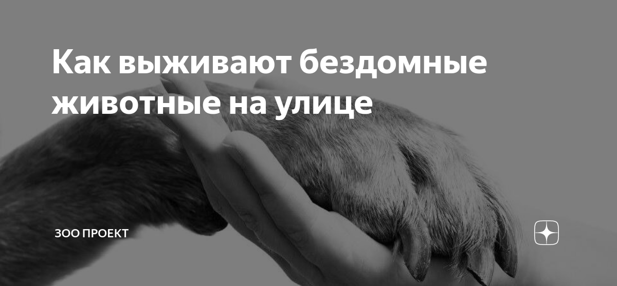как ведут себя домашние животные перед землетрясением